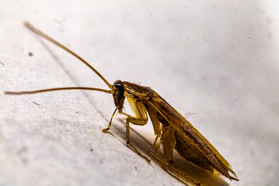 Dedetização de barata Chapecó: Controle profissional eficaz