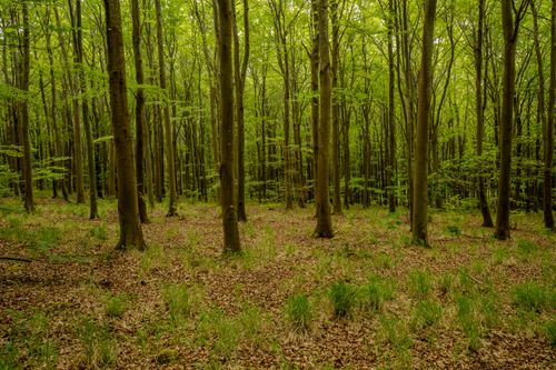 Free Dense green forest with tall trees and vibrant foliage, showcasing the beauty of spring. Stock Photo