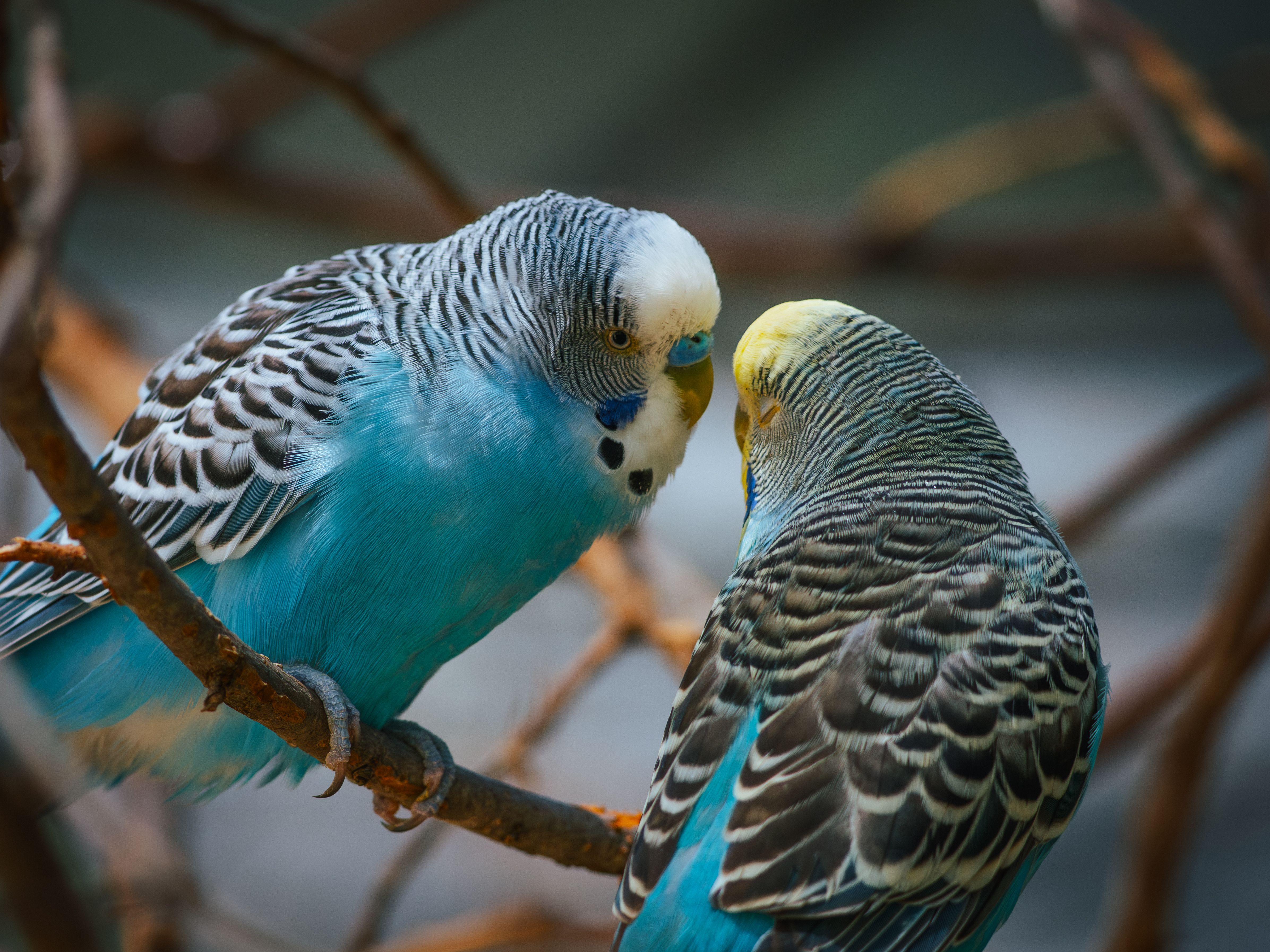 Close-up of two colorful budgerigars interacting on a branch outdoors in Tyler, Texas.