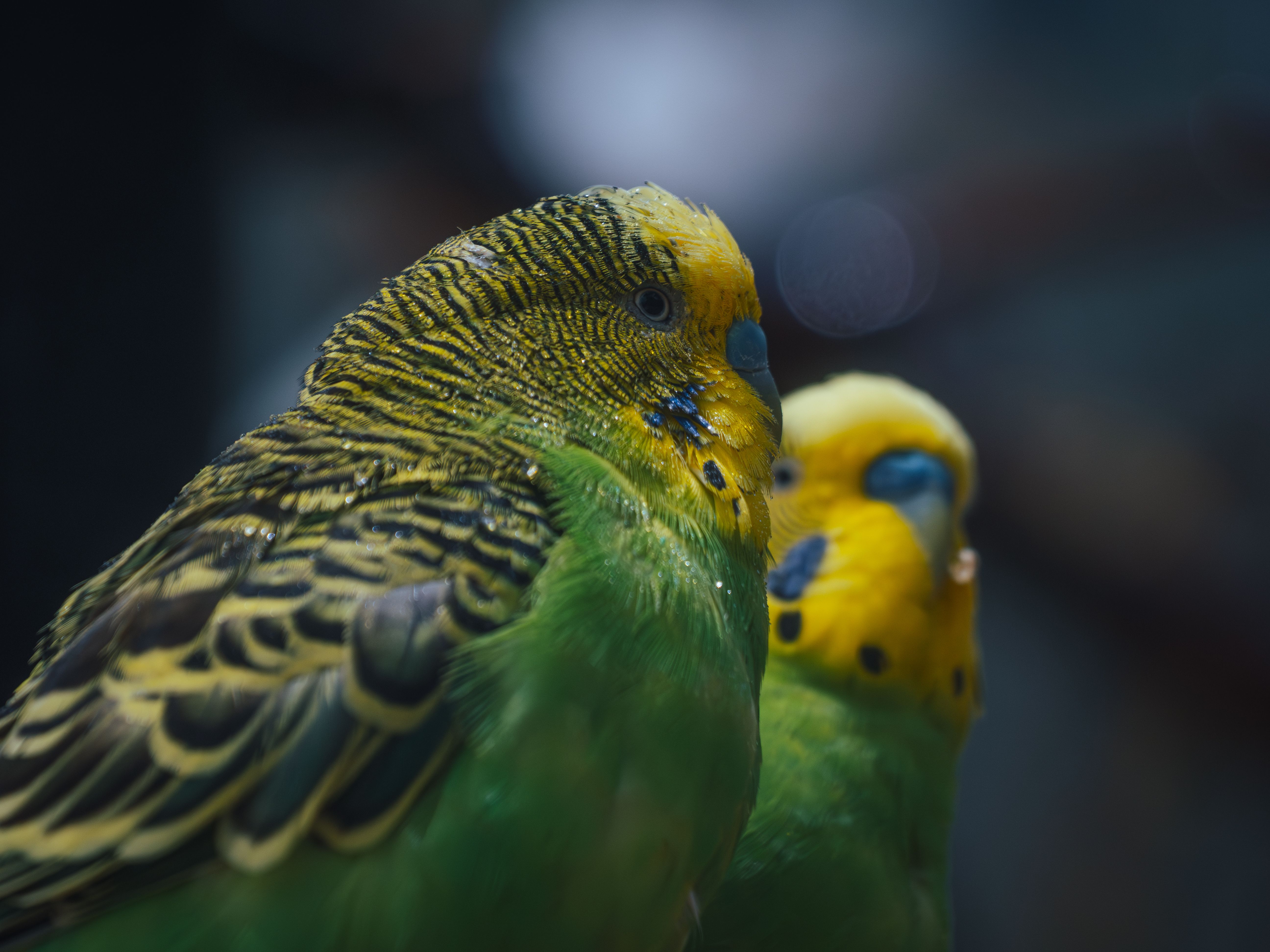 Vibrant green and yellow parakeets captured in detail, showcasing their striking plumage.