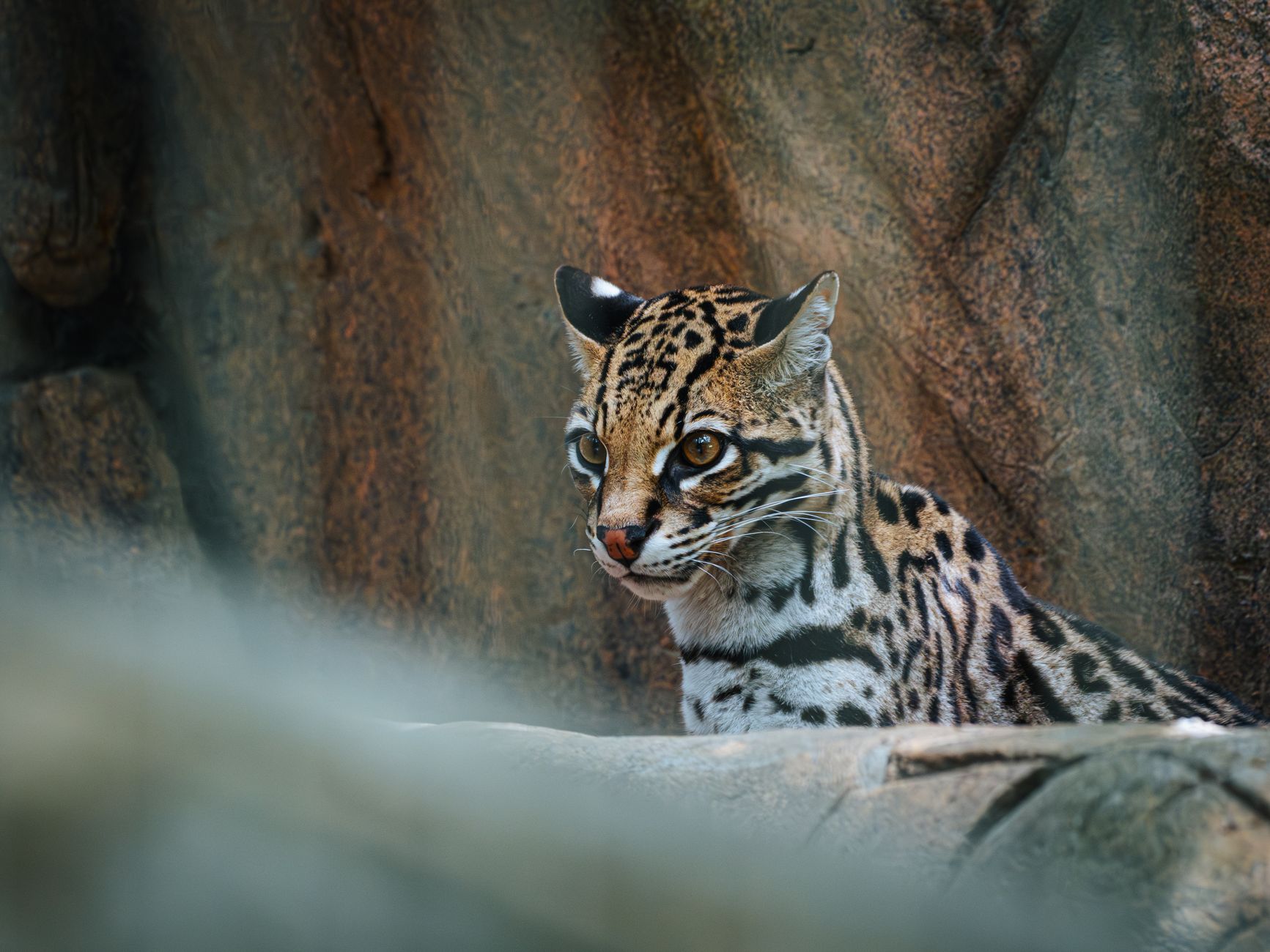 Detailed image of an ocelot in a rocky environment, highlighting its striking fur pattern.