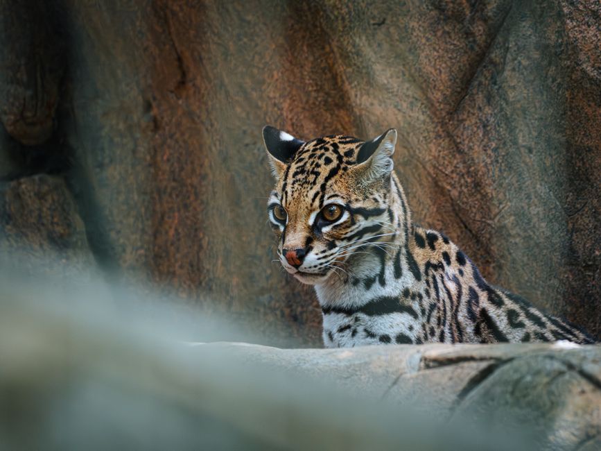 Detailed image of an ocelot in a rocky environment, highlighting its striking fur pattern.