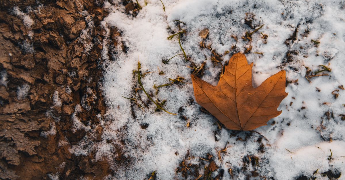 Why this matters. How To Make Maple Taffy On Snow At Home In Canada visual guide