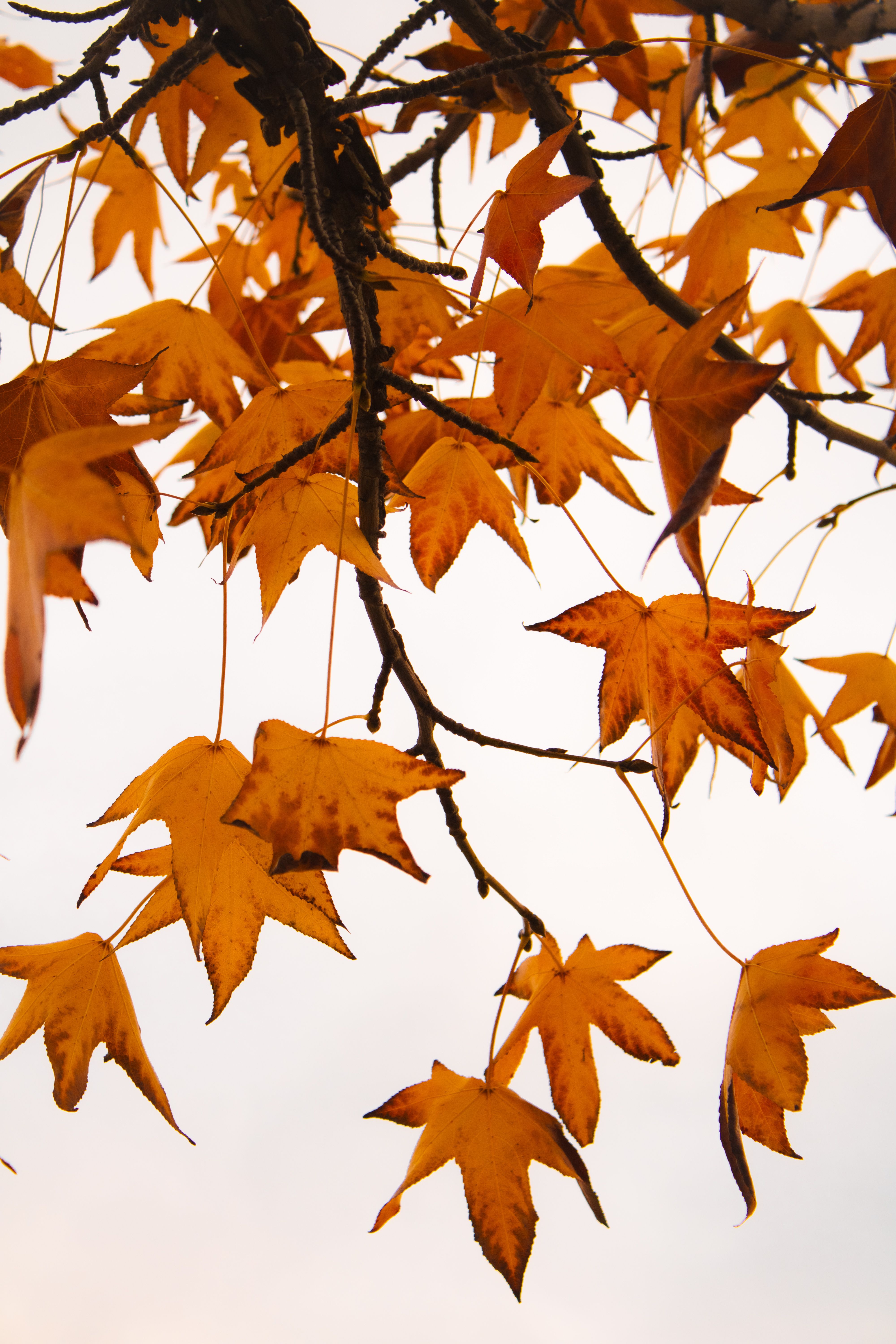 Gratis Primer plano de vibrantes hojas otoñales de color naranja colgando de las ramas, con un suave cielo de fondo. Foto de stock