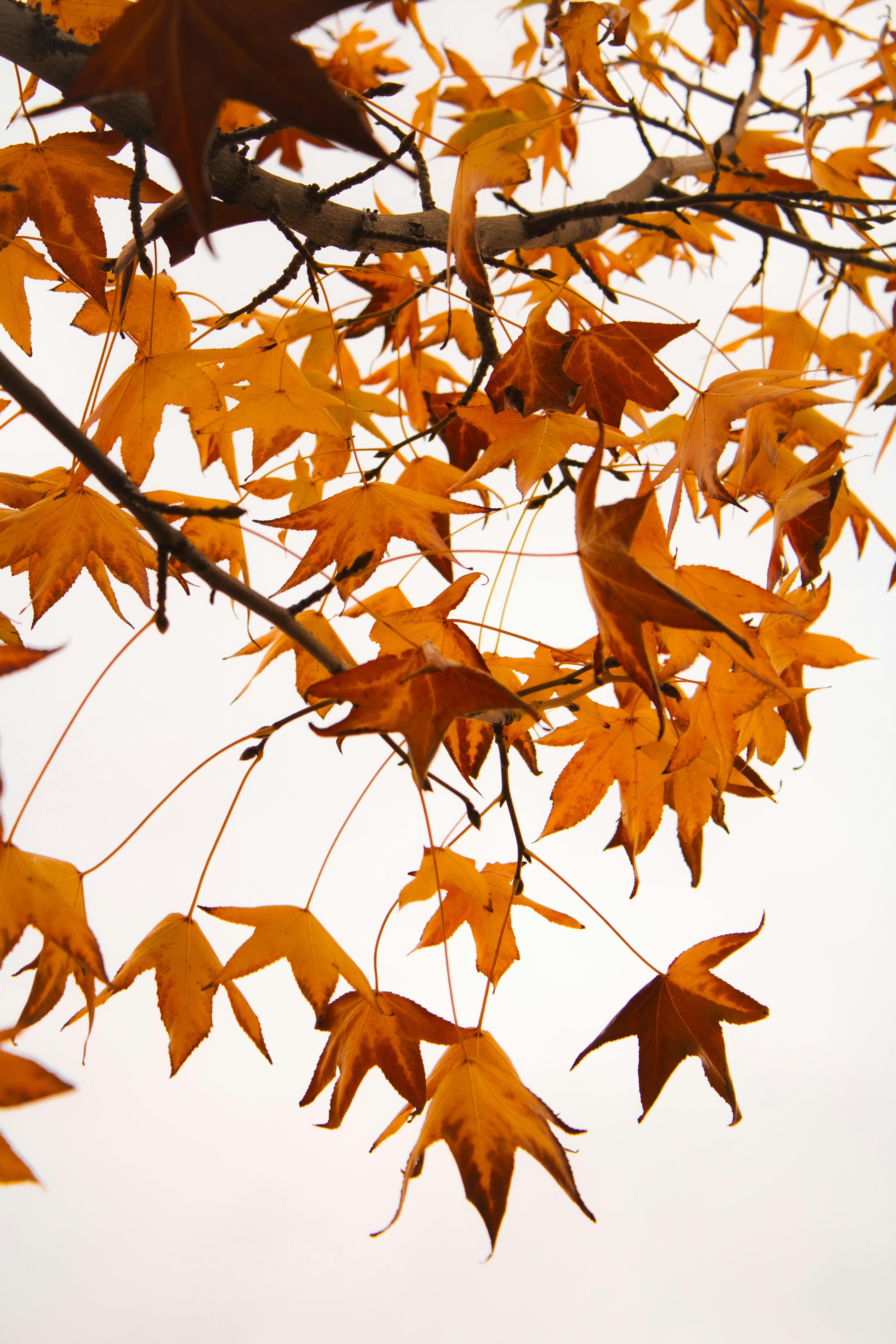 Gratis Primer plano de vibrantes hojas de arce naranjas en las ramas contra un cielo blanco despejado, capturando la esencia del otoño. Foto de stock