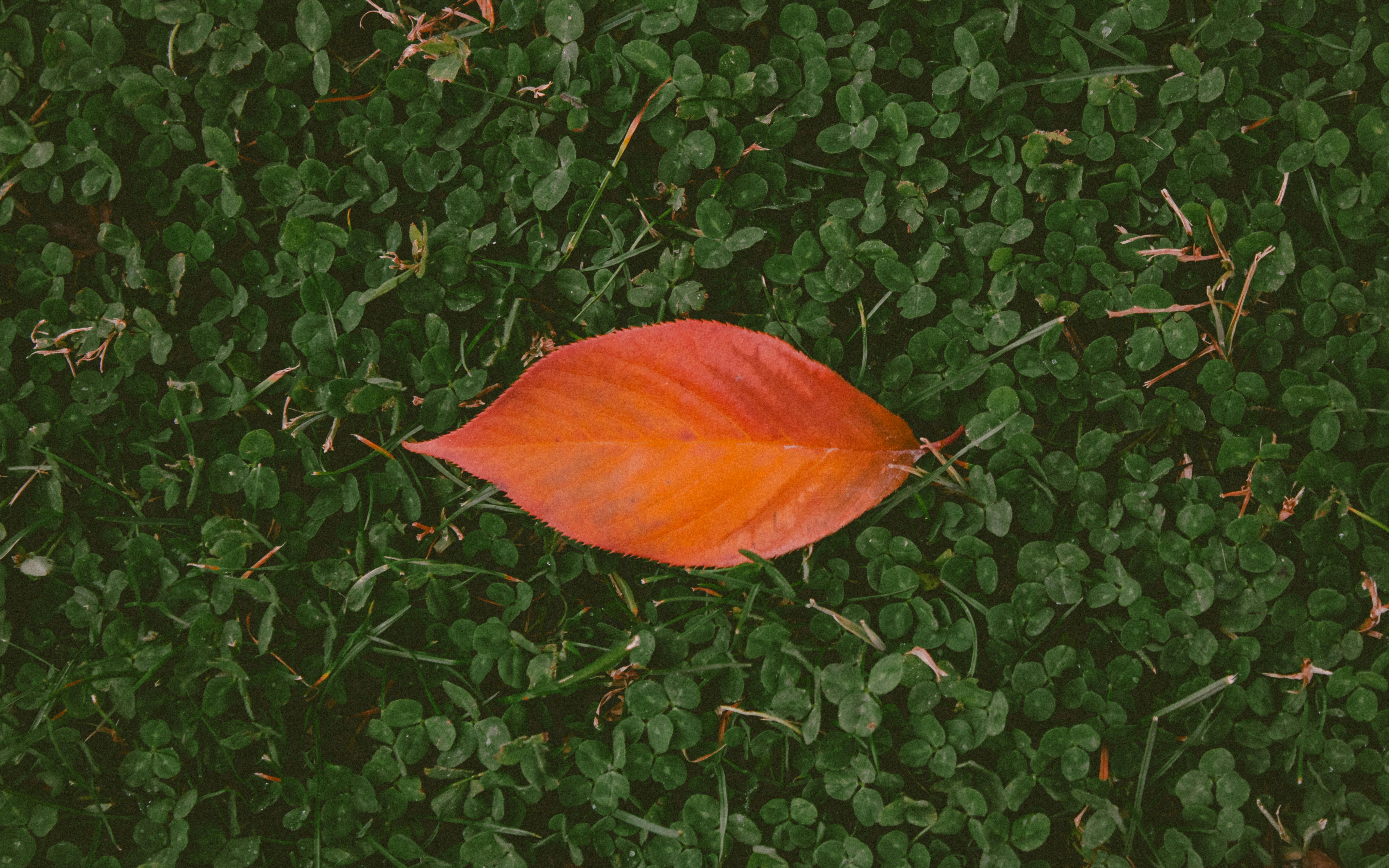 Gratis Fotos de stock gratuitas de belleza natural, botánico, caer Foto de stock