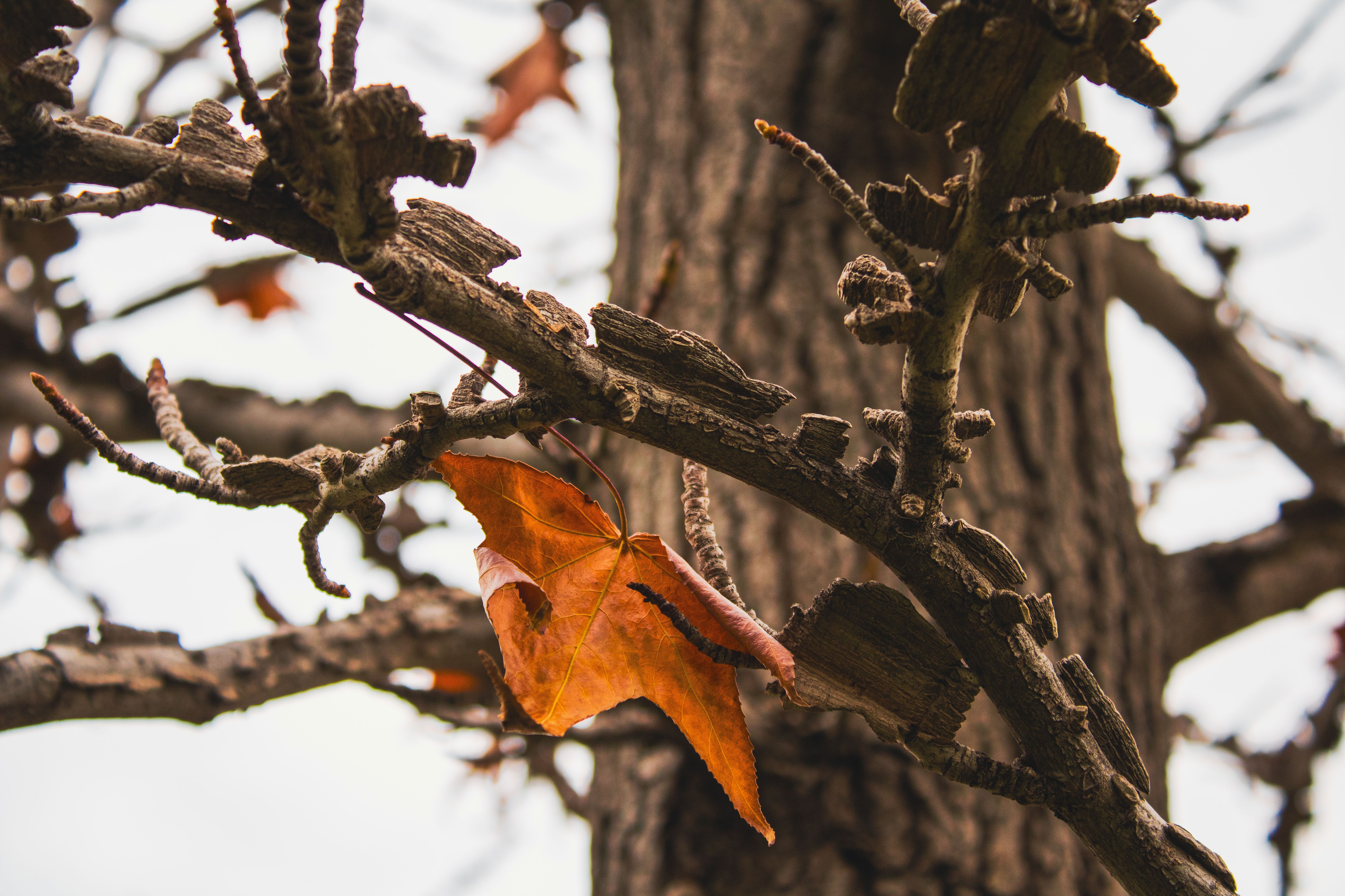 Gratis Primer plano de una sola hoja naranja colgando de la rama desnuda de un árbol en otoño. Foto de stock