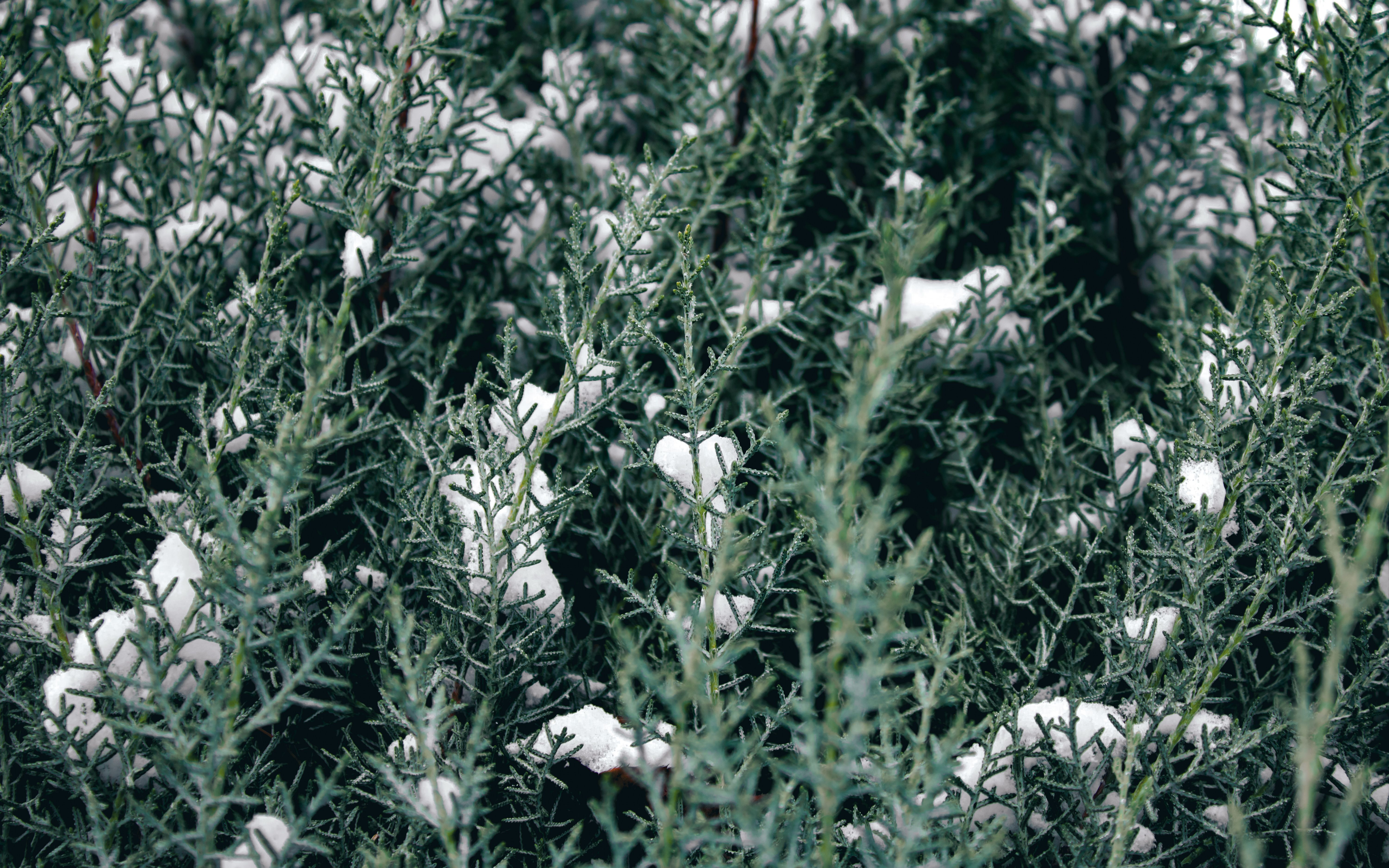 Gratis Primer plano de arbustos de hoja perenne cubiertos de nieve que muestran la serena belleza del invierno. Foto de stock