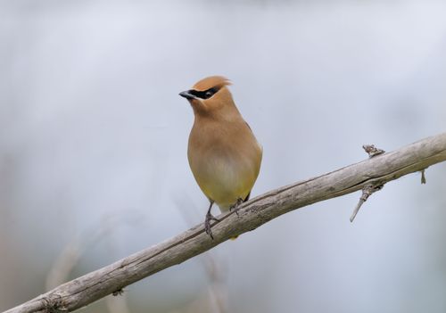 Free Cedar waxwing bird perched gracefully on a branch against a soft background. Stock Photo