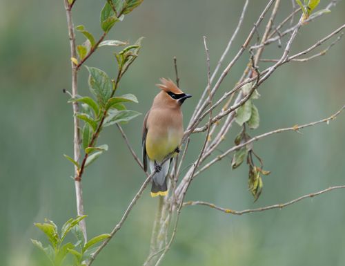 Free Close-up of a cedar waxwing bird perched on a branch with green foliage in a natural setting. Stock Photo