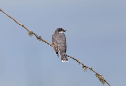 Free Close-up of an Eastern Kingbird resting on a branch with a simple blue sky background. Stock Photo