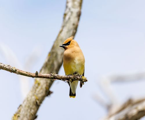 Free Elegant Cedar Waxwing bird perched on a tree branch against a clear sky. Stock Photo