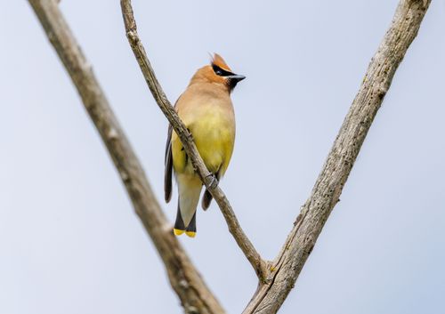 Free Cedar waxwing bird perched on a bare tree branch against clear sky. Stock Photo