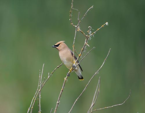 Free Cedar waxwing perched on a branch against a green blurred background. Ideal for nature and birdwatching themes. Stock Photo