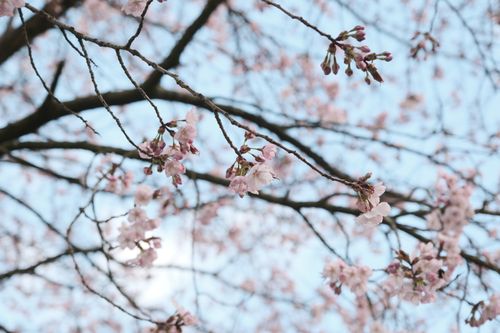 Free Close-up of cherry blossom tree branches with pink flowers blooming against a blue sky. Stock Photo