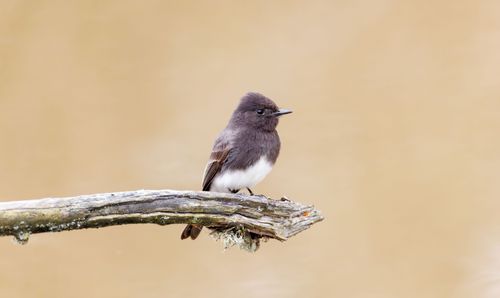 Free Black Phoebe bird sits gracefully on a branch against a neutral background. Stock Photo