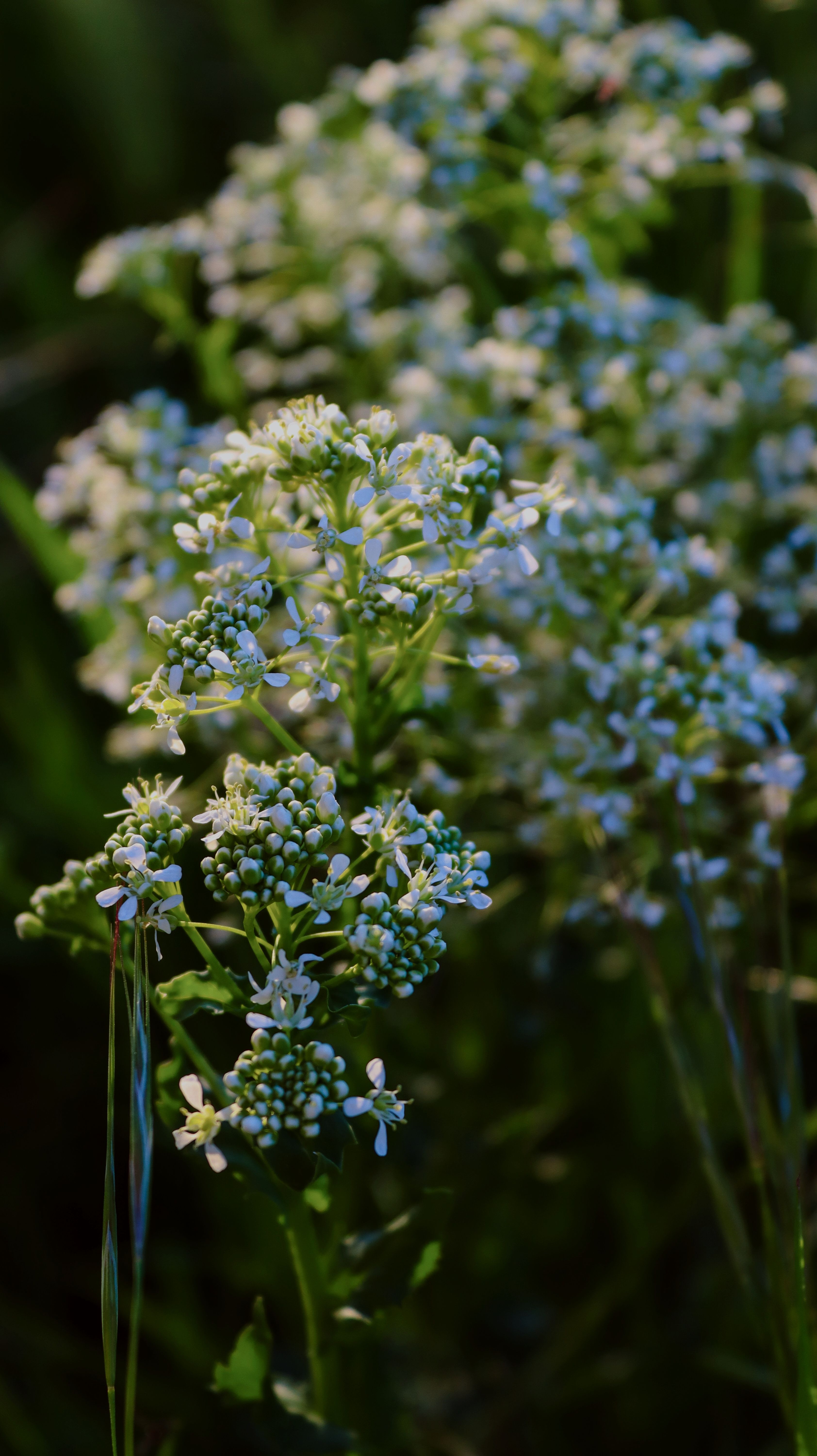 [ColoSach]-Detailed view of a wildflower cluster in natural lighting, showcasing delicate white blossoms.