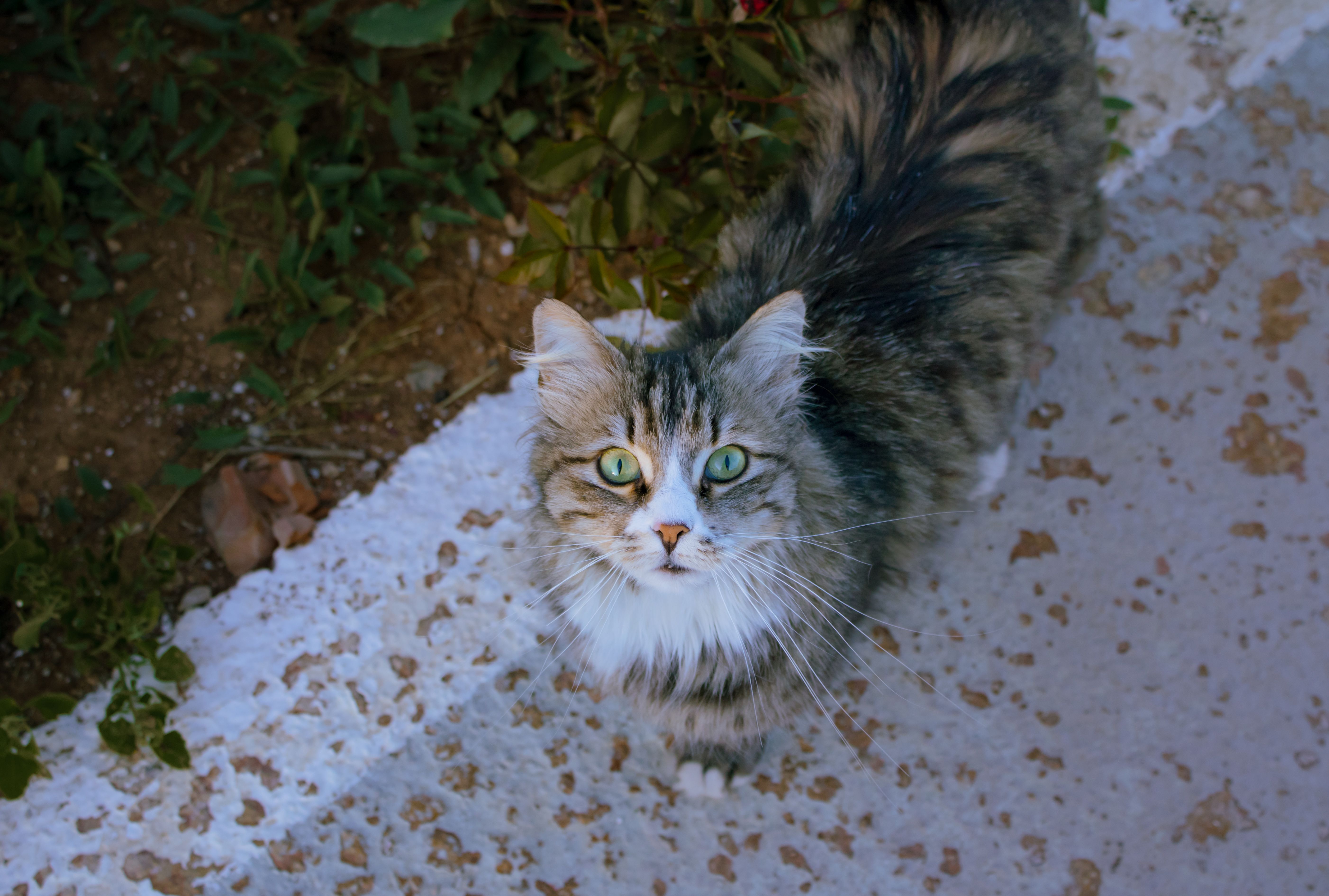 Gratis Precioso gato peludo con llamativos ojos verdes en un día soleado al aire libre. Foto de stock