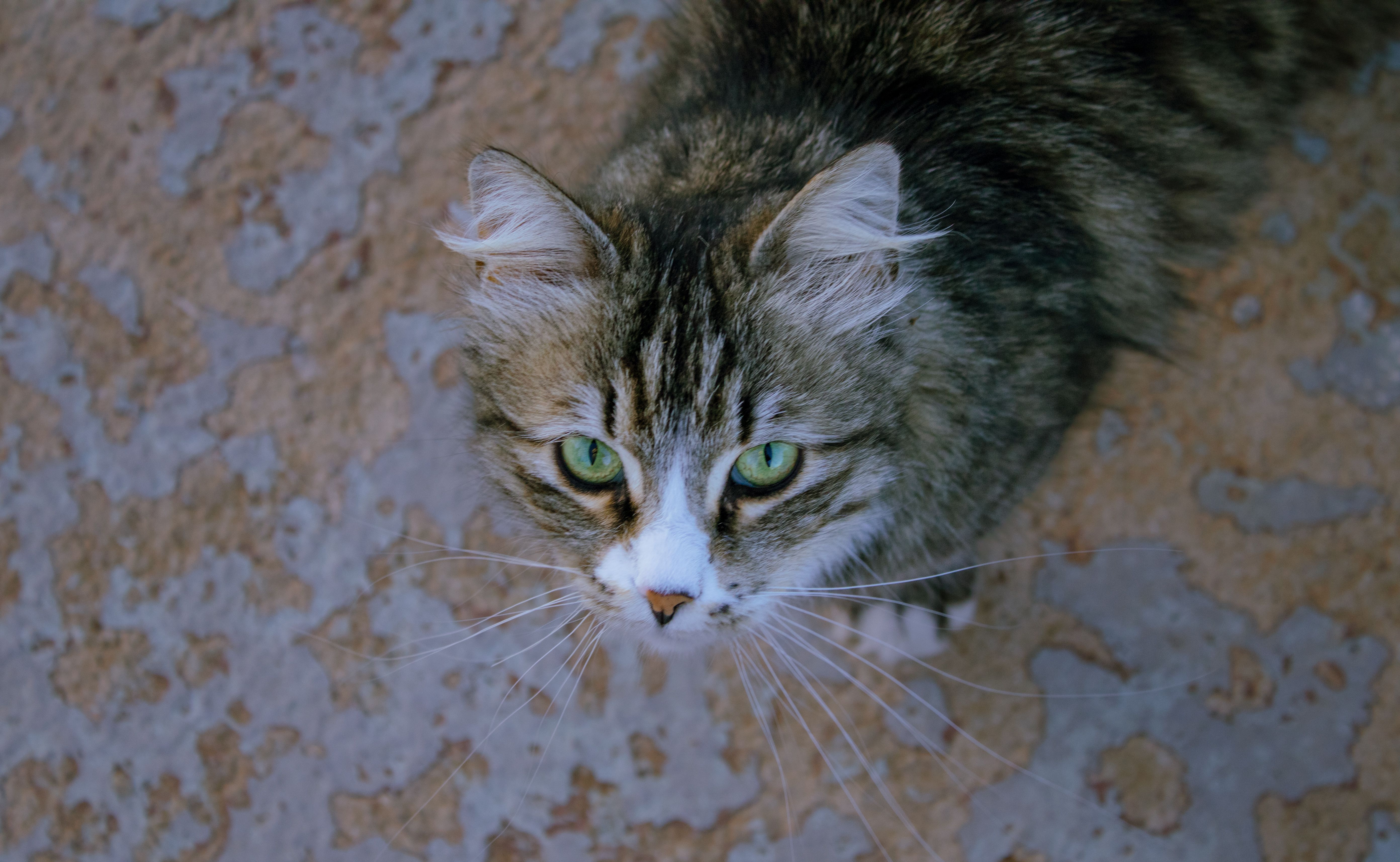 Gratis Un gato doméstico de pelaje esponjoso y llamativos ojos verdes mira fijamente a la cámara. Foto de stock