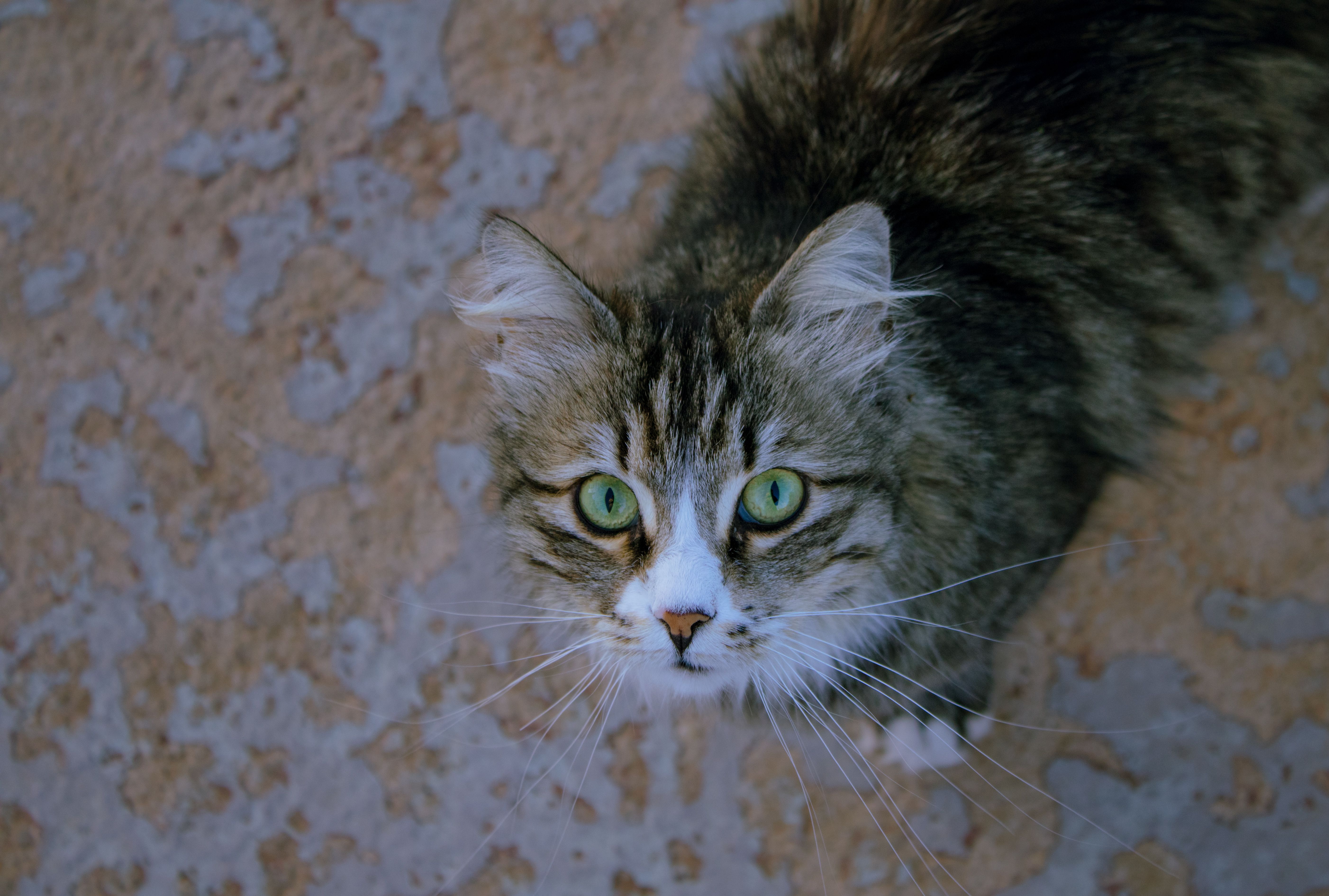 Gratis Adorable gato atigrado de pelaje esponjoso con llamativos ojos verdes que miran hacia arriba. Foto de stock