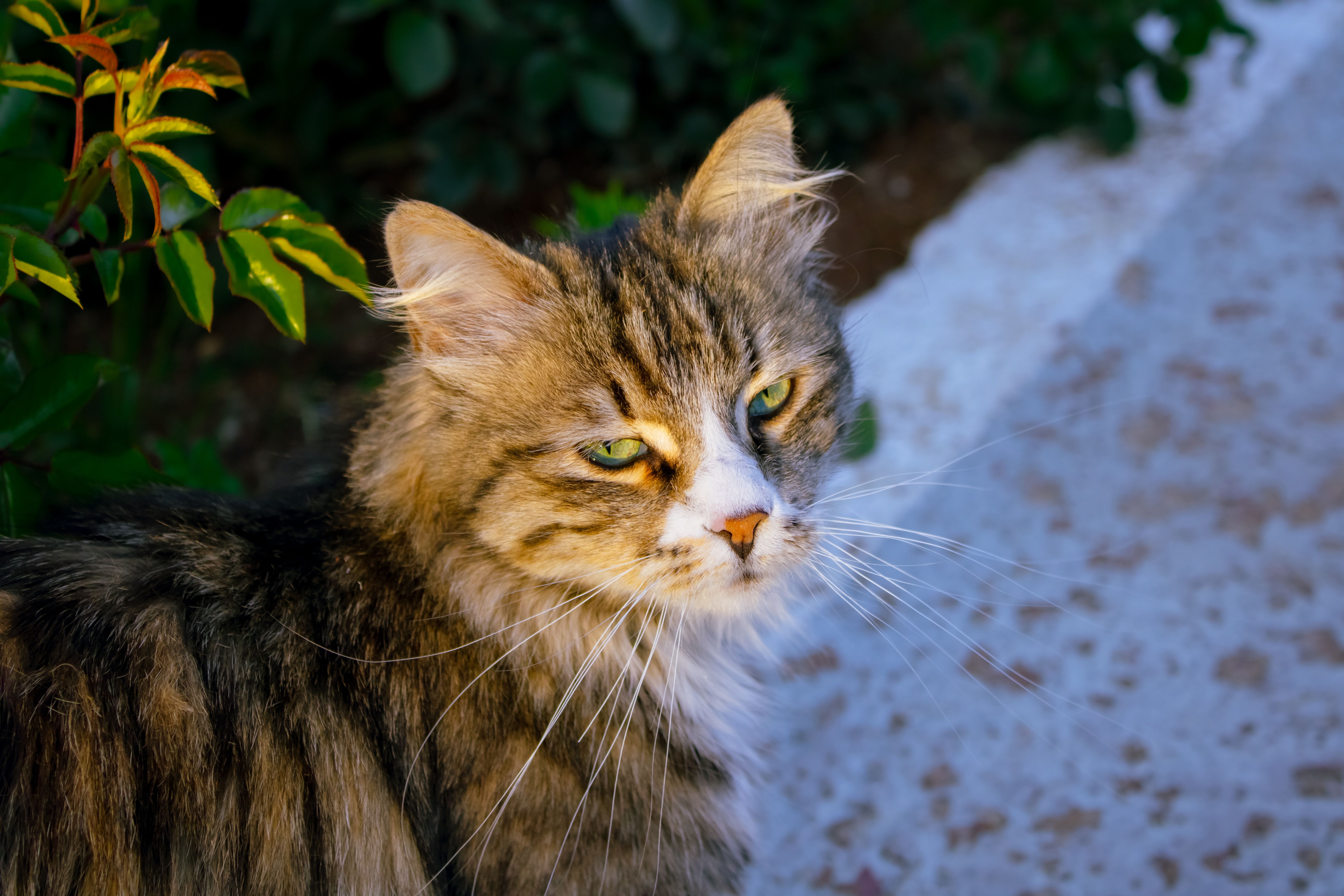 Gratis Primer plano de un gato atigrado de pelo largo y ojos verdes en un jardín. Foto de stock