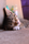cute cat
