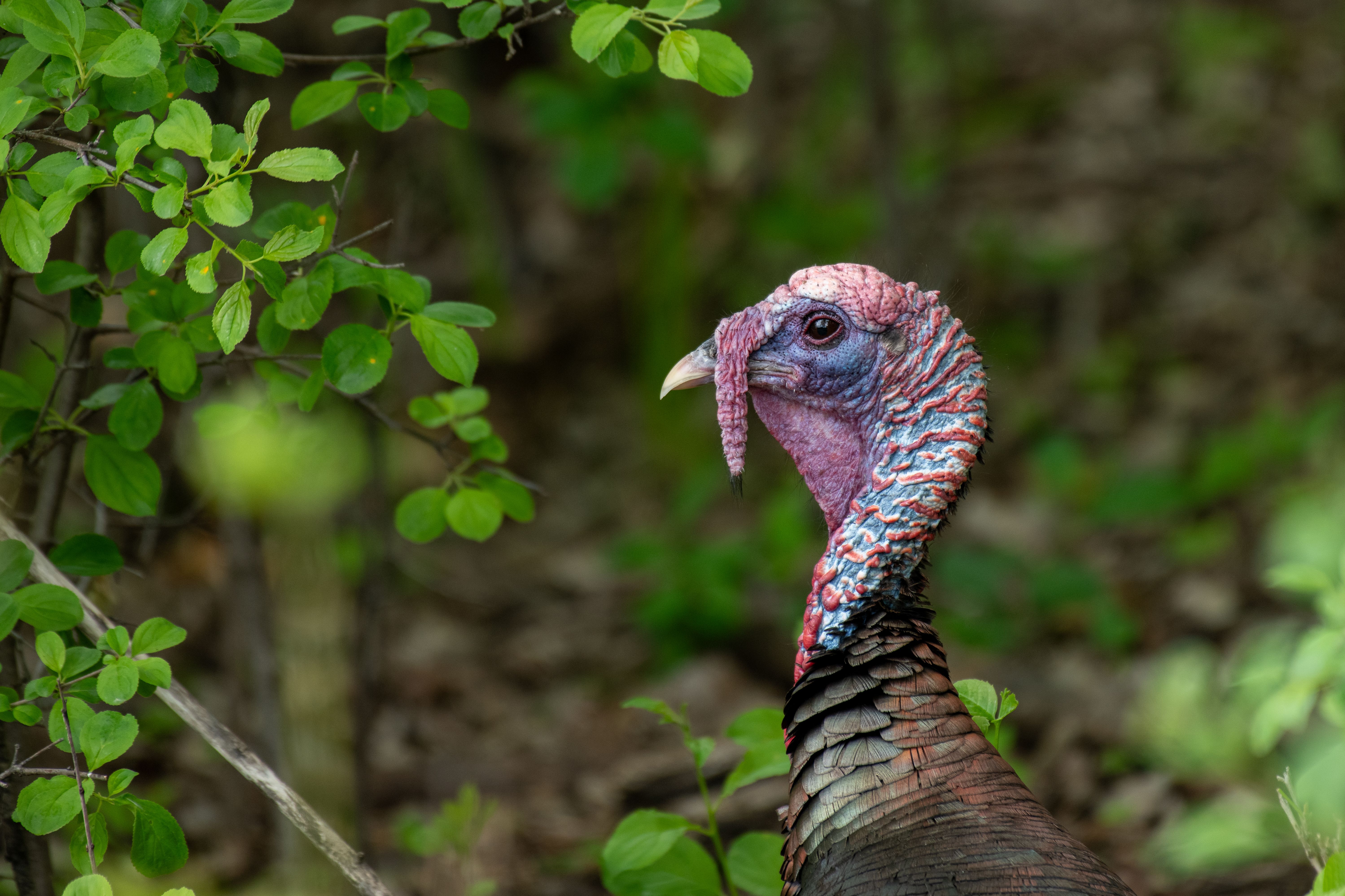 Close-up of a wild turkey amid green forest foliage, showcasing its vibrant plumage.