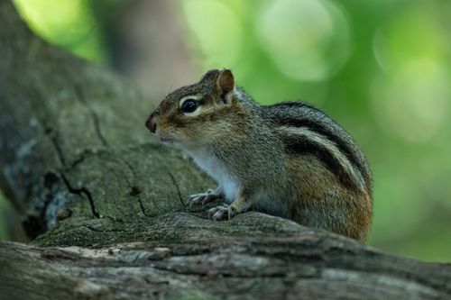 Free A close-up of an Eastern chipmunk perched on a tree trunk in a forest setting. Stock Photo