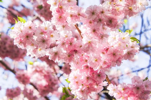 Free Delicate pink cherry blossoms blooming in springtime, bathed in sunlight against a clear sky. Stock Photo