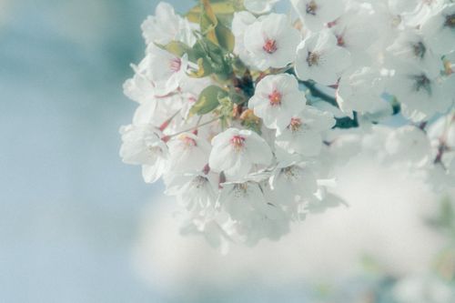 Free Close-up of delicate cherry blossom flowers in soft spring sunlight. Stock Photo
