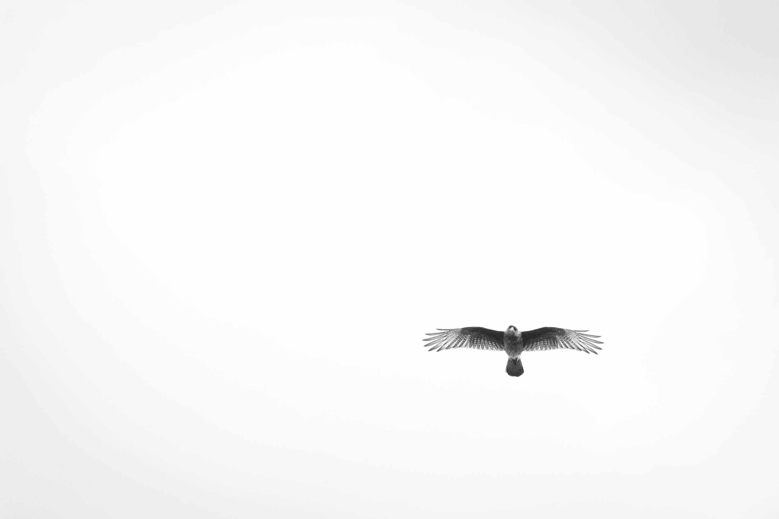 Black and white image capturing a solitary hawk soaring in a vast white sky, showcasing freedom.