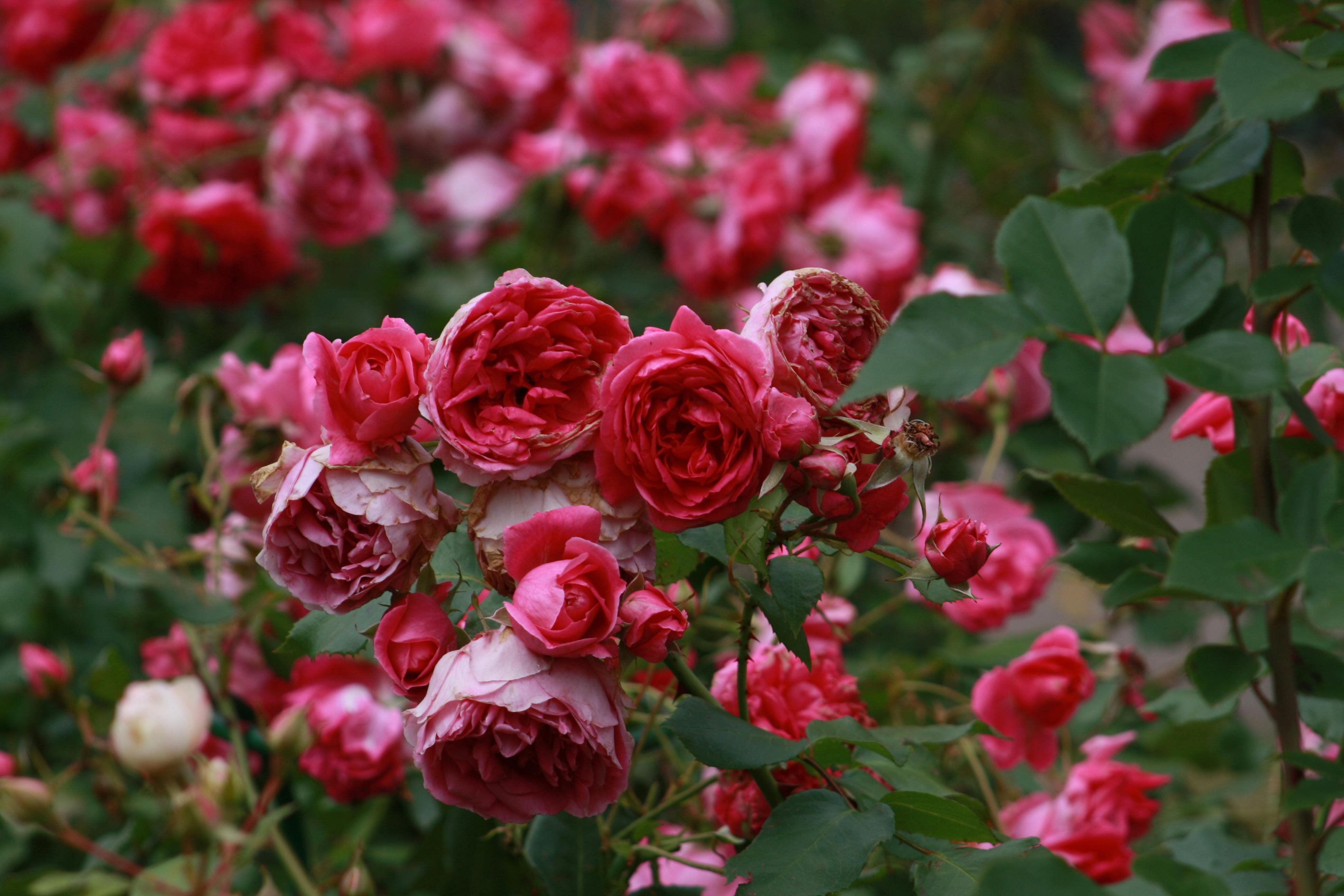 用盛开的粉红玫瑰捕捉浪漫的精髓，非常适合园艺爱好者