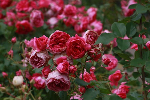 무료 빨간 장미 꽃 스톡 사진
