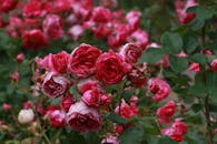 用盛开的粉红玫瑰捕捉浪漫的精髓，非常适合园艺爱好者