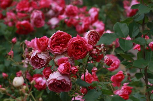 Free Capture the essence of romance with vibrant pink roses in full bloom, perfect for garden enthusiasts. Stock Photo