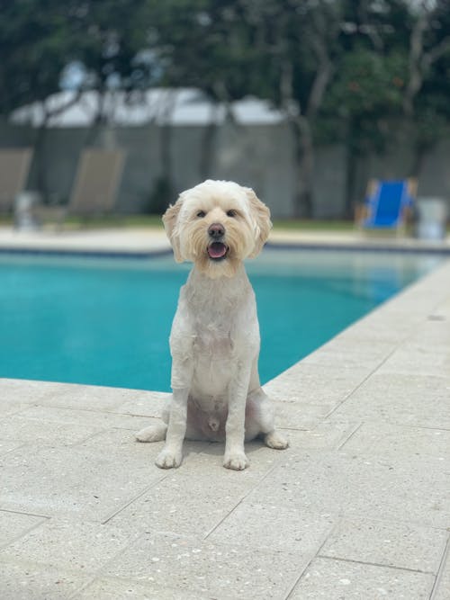免费 坐在游泳池边的白狗的照片 素材图片