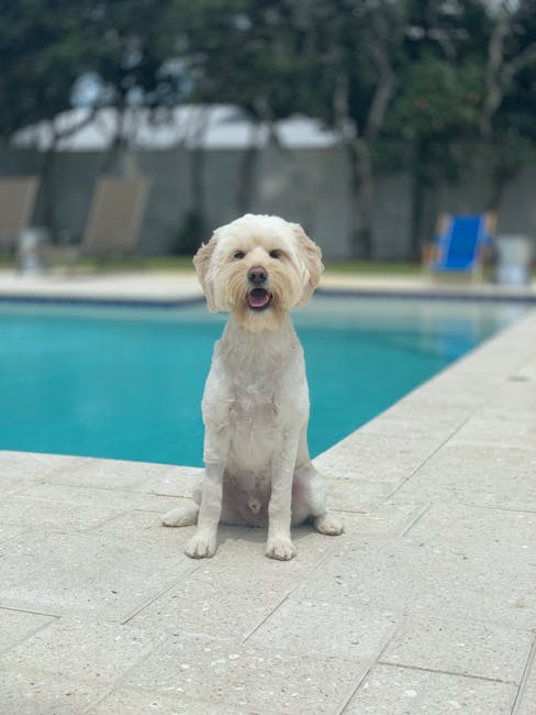 Adorable white dog sitting by a pool on a sunny day, exuding charm and relaxation.