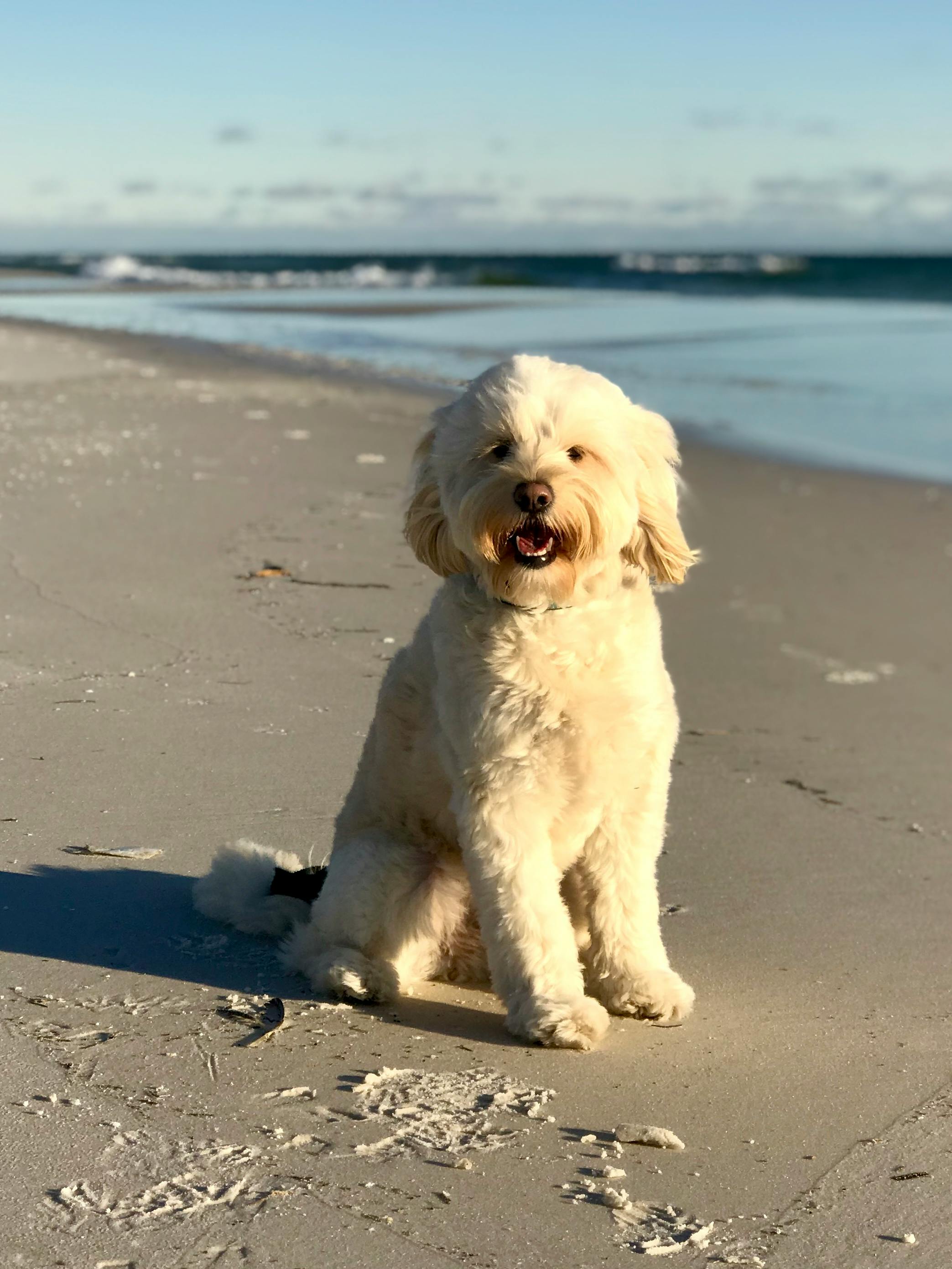 photo of white dog on beach