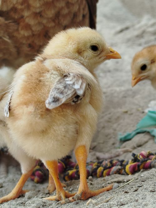 Free Adorable baby chicks exploring the outdoors on a sunny day. Stock Photo
