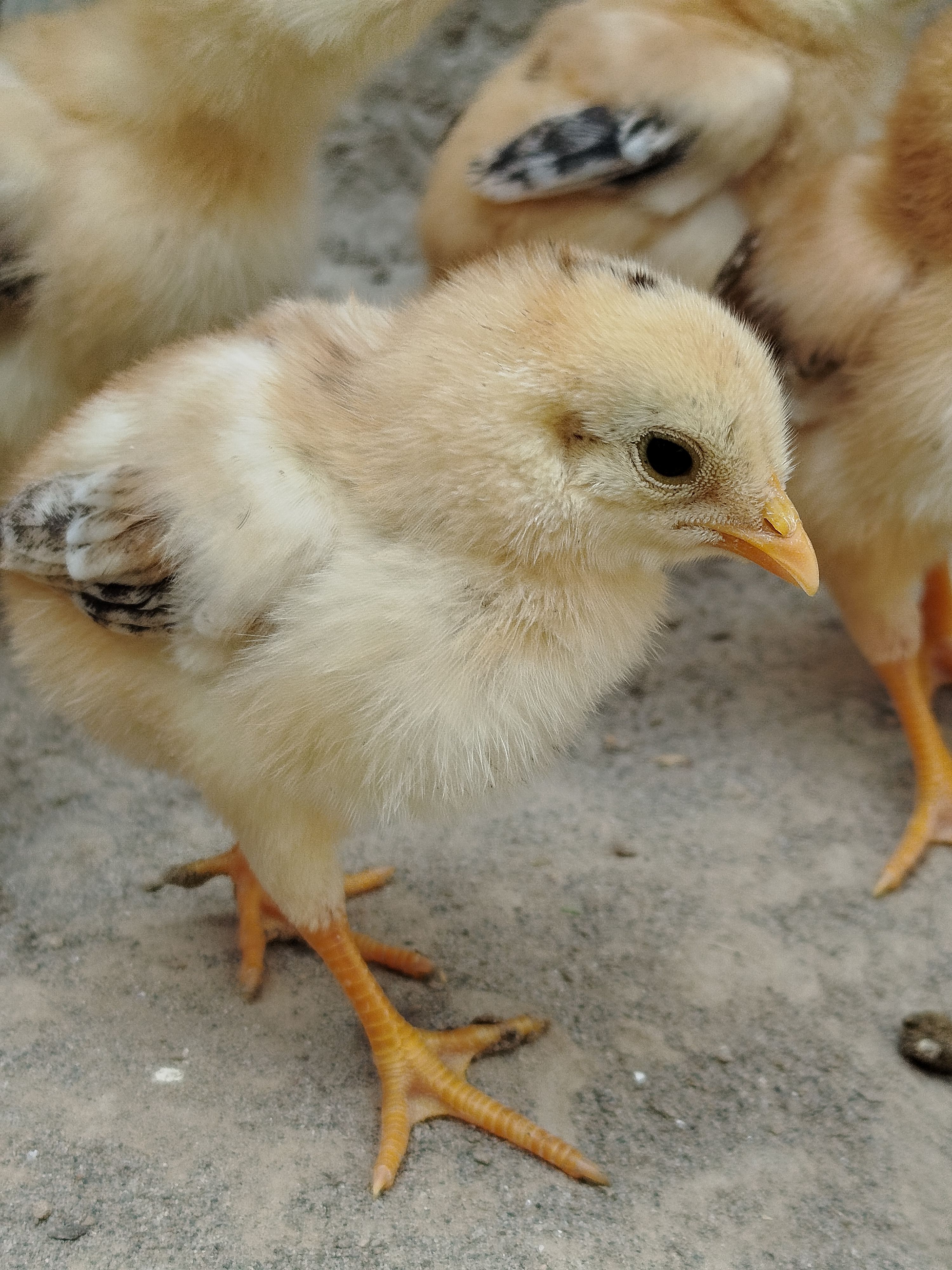 Close-Up of Fluffy Baby Chicks Outdoors · Free Stock Photo
