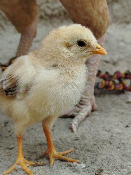Free A close-up of a fluffy baby chick standing outside on a sandy ground. Stock Photo