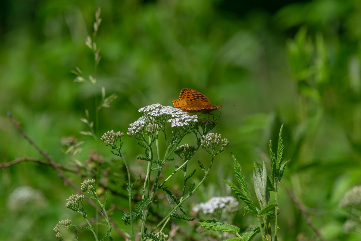combien de temps vie un papillon - Durée de vie selon les espèces de papillons en France
