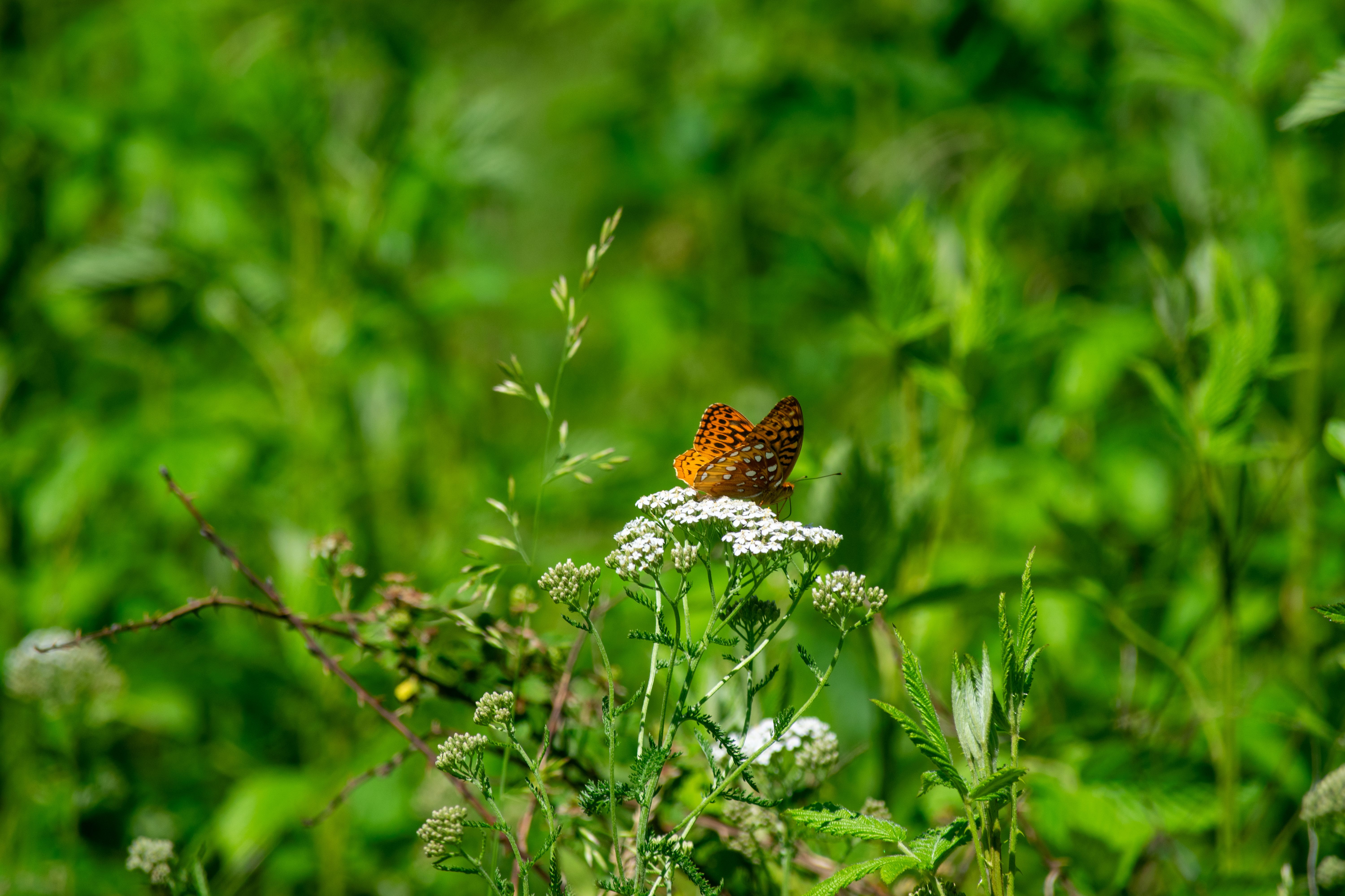 Wildblumenwiese mit Schmetterlingen in natürlicher Umgebung