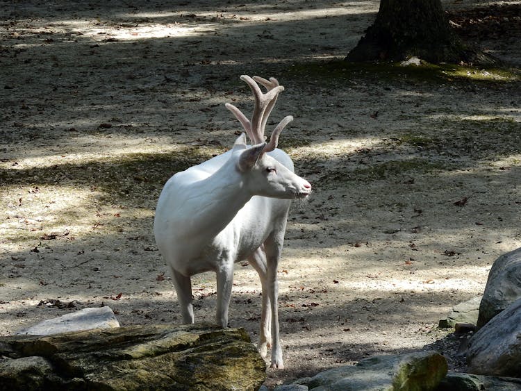 Small Reindeer Standing On Dry Terrain Near Stones