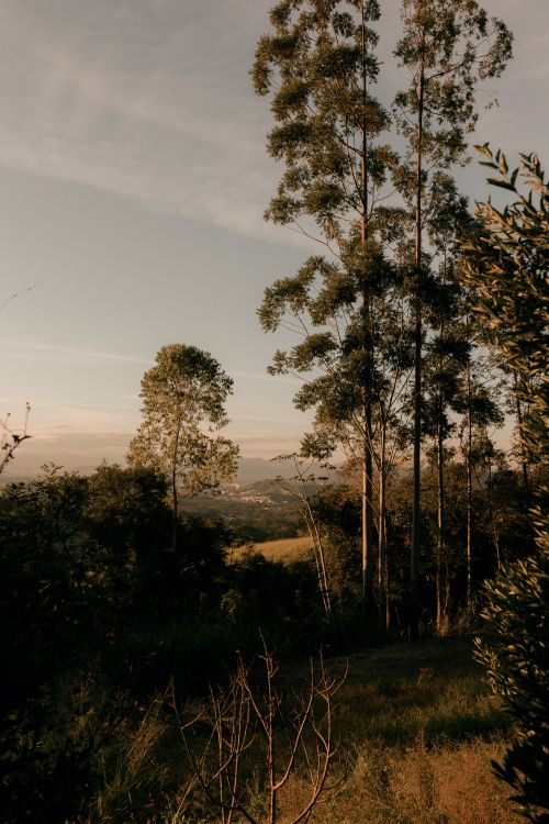 Free Rustic landscape with tall trees overlooking a valley at sunset, showcasing natural beauty. Stock Photo