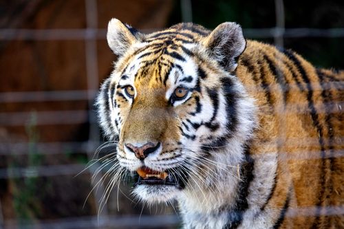 Free A detailed close-up of a tiger behind a fence, highlighting its natural beauty and wild gaze. Stock Photo