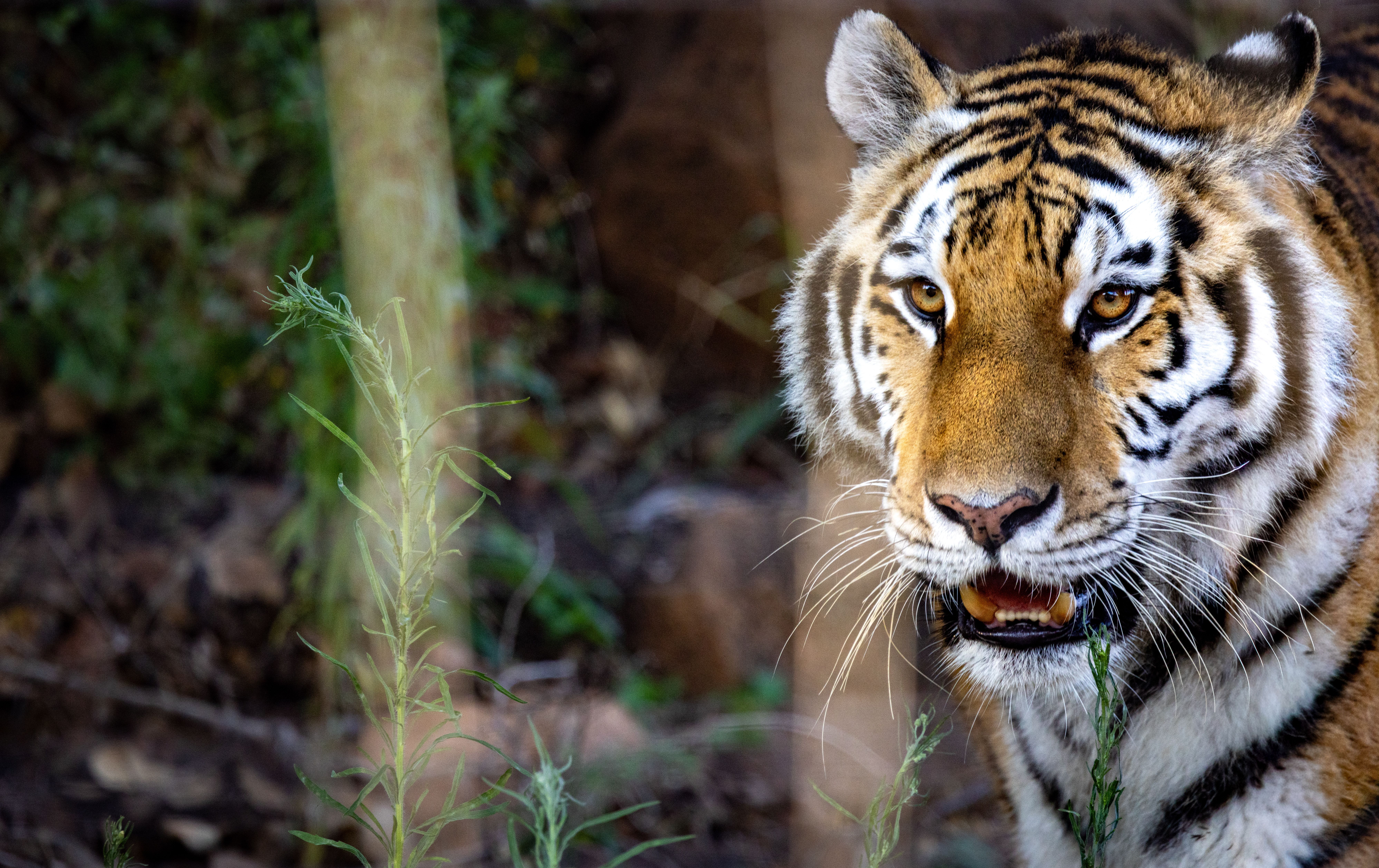 look tiger eye