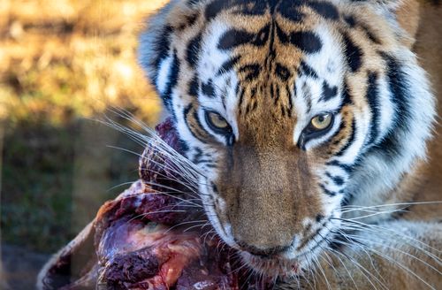 Free Captivating close-up of a tiger devouring its prey, showcasing its fierce and powerful nature. Stock Photo