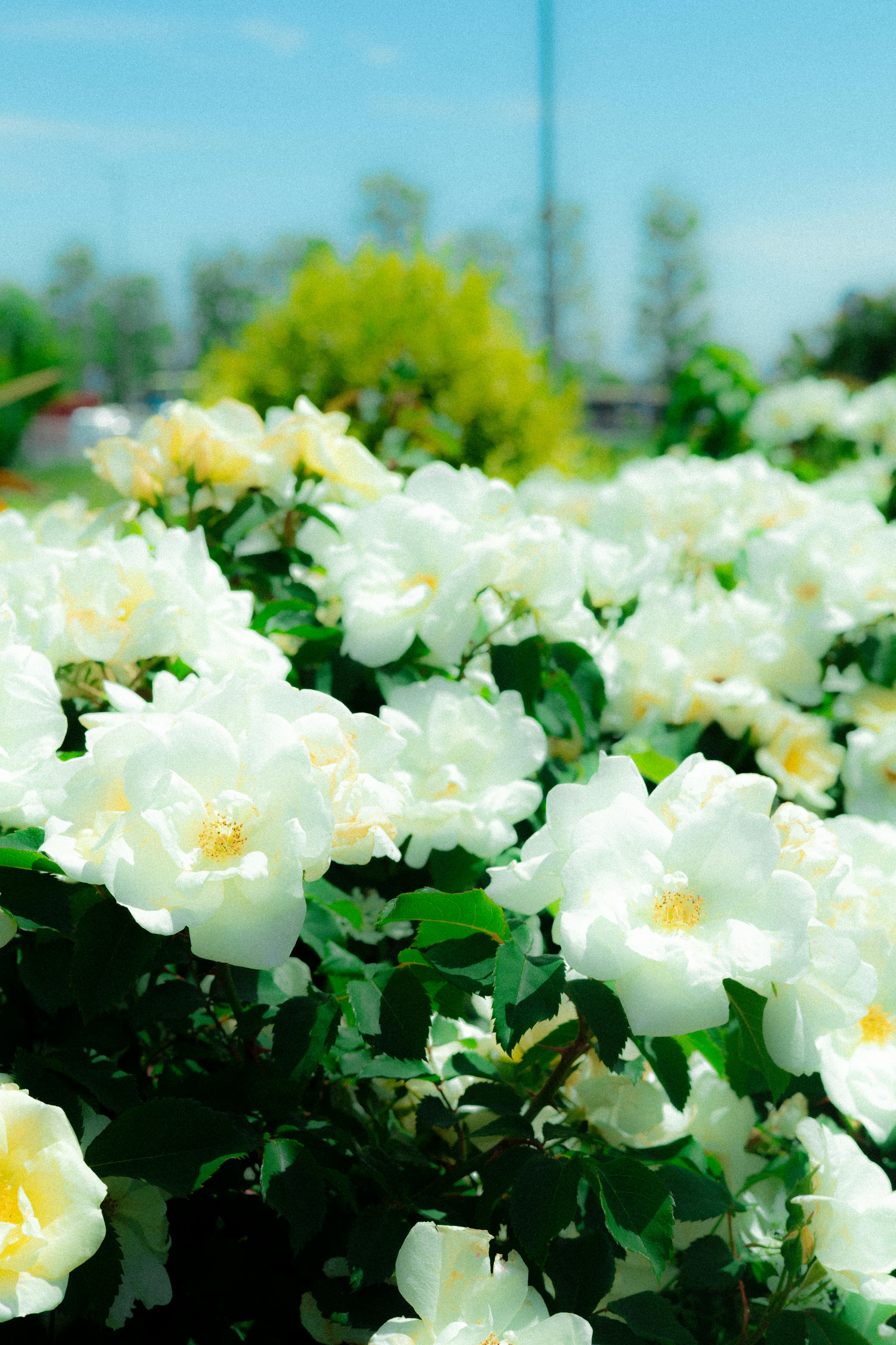[ColoSach]-a-lush-display-of-white-roses-in-a-sunny-yokohama-garden,-capturing-the-essence-of-spring.