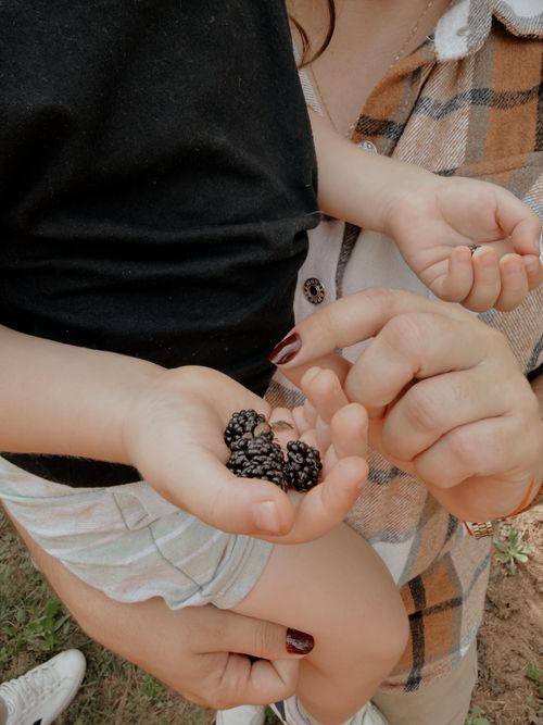 Free A mother and child enjoy picking ripe blackberries in the field, capturing a beautiful family moment. Stock Photo